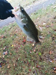 Largemouth Bass