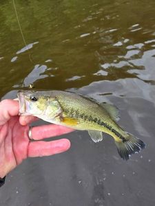 Largemouth Bass