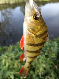 European Perch