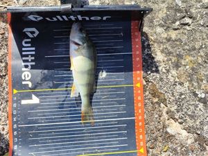 European Perch