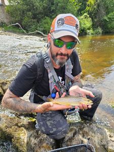 Brown Trout