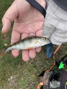 European Perch