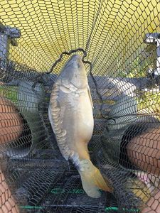 Mirror Carp