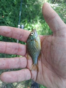 Green Sunfish