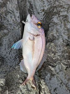 Red Porgy