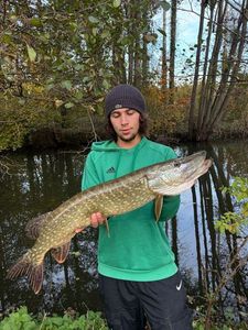 Northern Pike