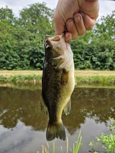 Largemouth Bass