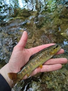 Brown Trout
