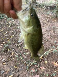 Largemouth Bass