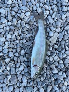 Rainbow Trout