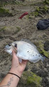 Gilthead Seabream