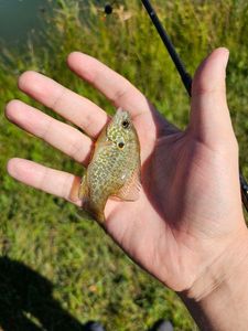 Pumpkinseed