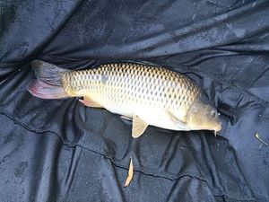 Common Carp