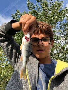 Yellow Perch