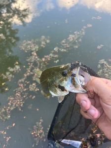 Largemouth Bass