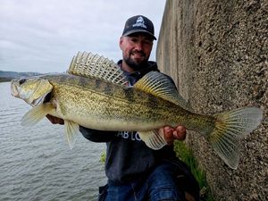 Zander