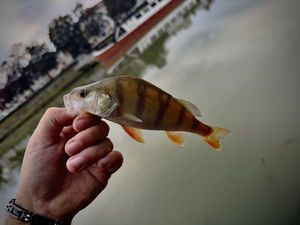 European Perch