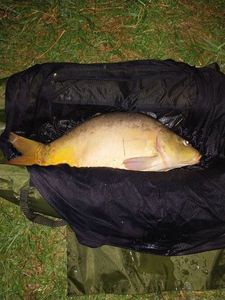Mirror Carp