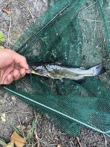 Black Bullhead