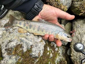 Brown Trout