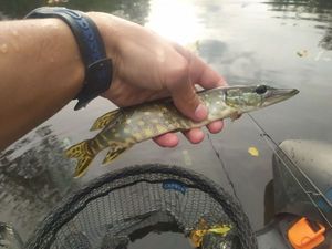 Northern Pike