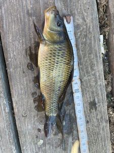 Common Carp