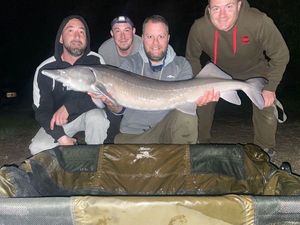 Siberian Sturgeon