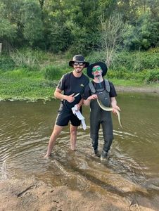 European Eel (Common Eel)
