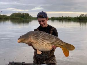 Common Carp