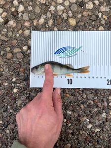 Yellow Perch