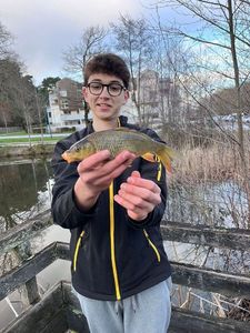 Common Carp