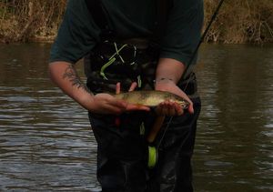 Brown Trout