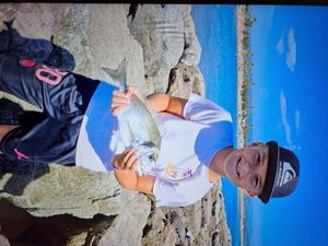 Gilthead Seabream
