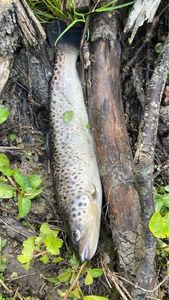 Brown Trout