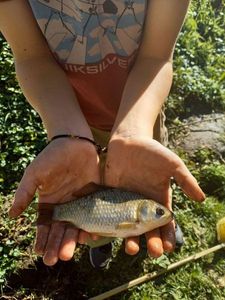 Crucian Carp