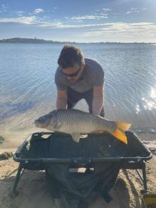 Common Carp