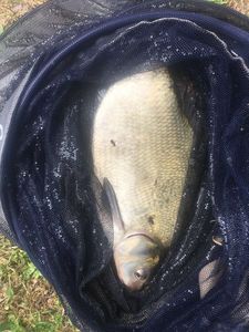 Common Bream