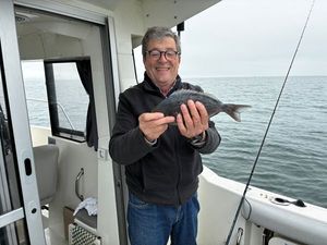 Black Seabream