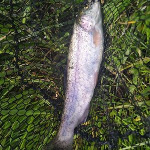 Rainbow Trout