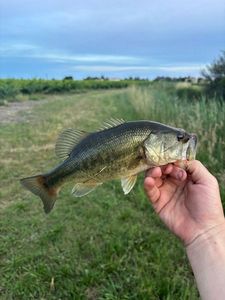 Largemouth Bass
