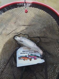 Rainbow Trout