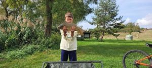 Common Carp