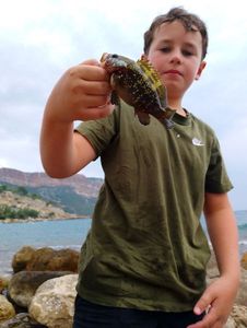 Rock Bass