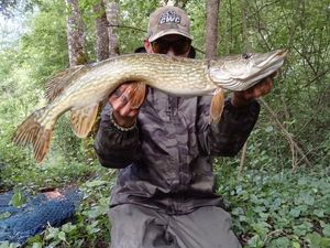 Northern Pike