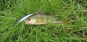European Perch