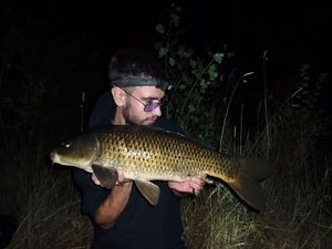Common Carp