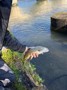 Brown Trout