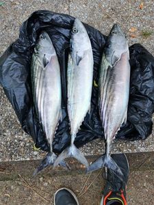 Skipjack Tuna
