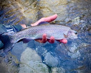 Rainbow Trout