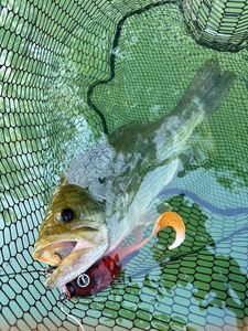 Largemouth Bass